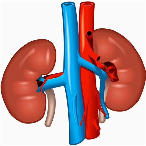Treatment For Kidney Disease What Is Parenchymal Renal Disease