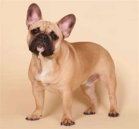 What Are The French Bulldog Colors Frenchie Journey