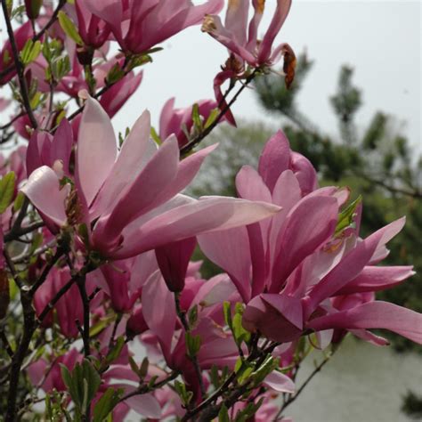 Ann Magnolia Tree Form Platt Hill Nursery