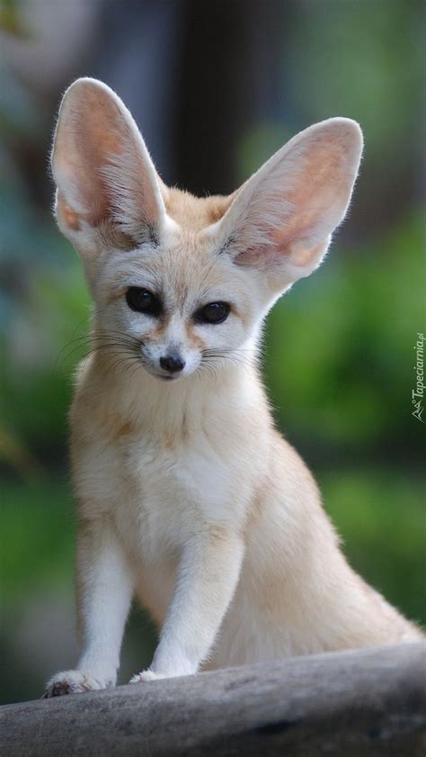 Pin By Beti0x On Tapety Na Telefon Tapeciarniapl Animals Wild Fox