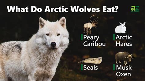 Arctic Wolf Animal Facts Canus Lupus Arcticus A Z Animals