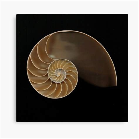 Chambered Nautilus Shell Bisected Canvas Print For Sale By