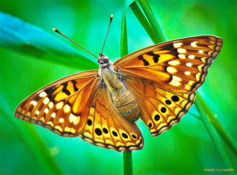 Monarch Moth Danaus Plexippus Austin Tx Butterfliesandmoths