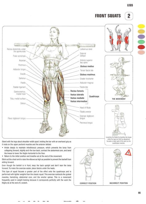 Frederic Delavier Basic Gym Workout Gym Workout Chart Squat Workout