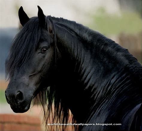The Breeds Conformation Resembles That Of A Light Draft Horse