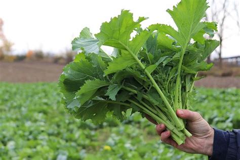 How To Plant And Grow Broccoli Rabe Gardeners Path