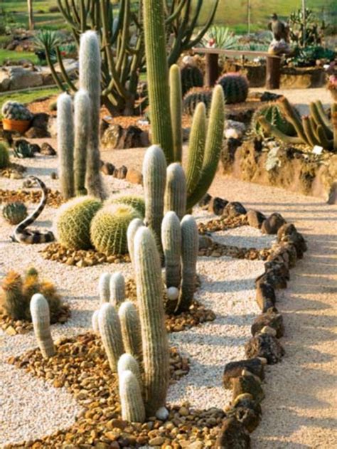 20 Beautiful Cactus Garden Ideas For Best Garden Inspirations Cactus