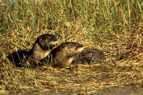 Otters Internet Center For Wildlife Damage Management