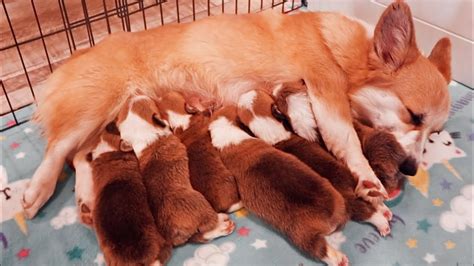 Momma Corgi Nurses Her Puppies Youtube
