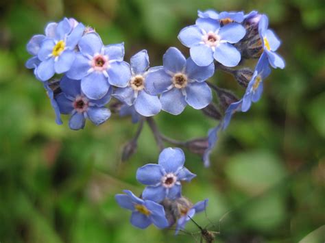 Alaska State Flower Forget Me Not Charlyn Poore