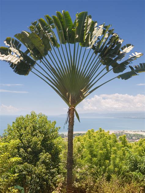 Giant Hawaiian Travelers Palm Tree Ravenala Madagascariensis Urban