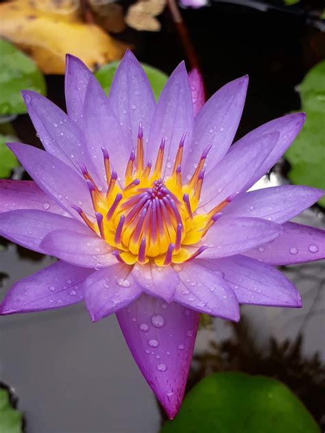 Kandathum Keetathum Purple Lotus Flower