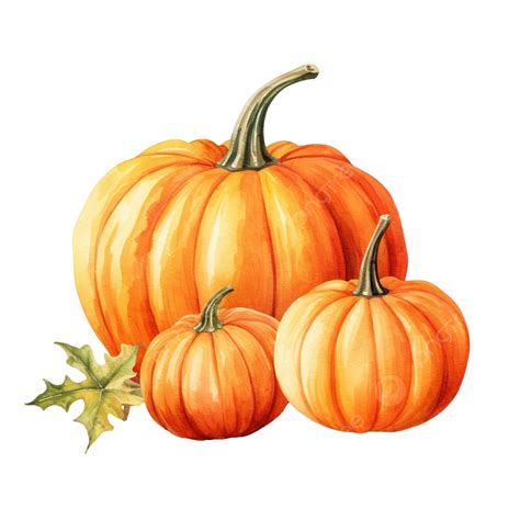 Pumpkin Watercolor Vector Illustration Thanksgiving Halloween