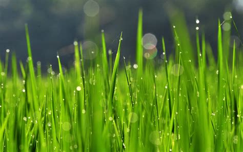 Desktop 1080p, 2k, 4k, 5k hd wallpapers free download, these wallpapers are free download for pc, laptop, iphone, android phone and ipad desktop HD Grass Wallpaper (76+ images)