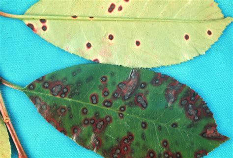 Brown Spots On Leaves Of Tree From The Ground