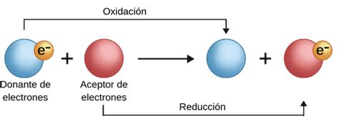 Reacciones Redox Labster Theory