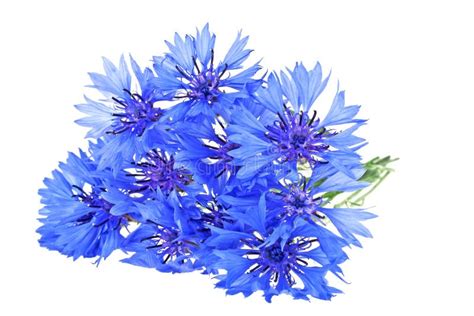 Blue Cornflower Centaurea On A White Background Stock Image Image