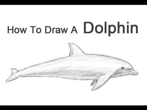 371x480 beautiful dolphin coloring page for kids animal pages. How to Draw a Dolphin - YouTube
