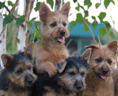 Terriers List Of All Terrier Dog Breeds K9 Research Lab