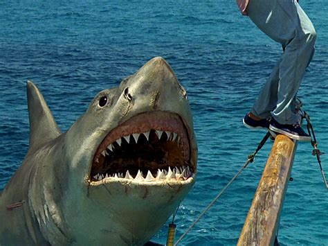 We did not find results for: In defence of Jaws: The Revenge