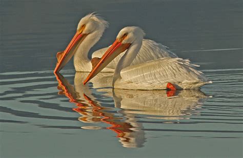 American White Pelicans Breeding Pair Breeding White Pelic Flickr