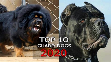 Top 10 Guard Dogs For Your Home 2020 Youtube