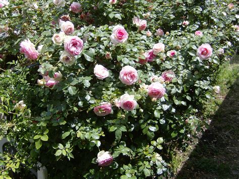 Eden Climbing Rose A Garden On The Mary Lou Heard Memorial Flickr