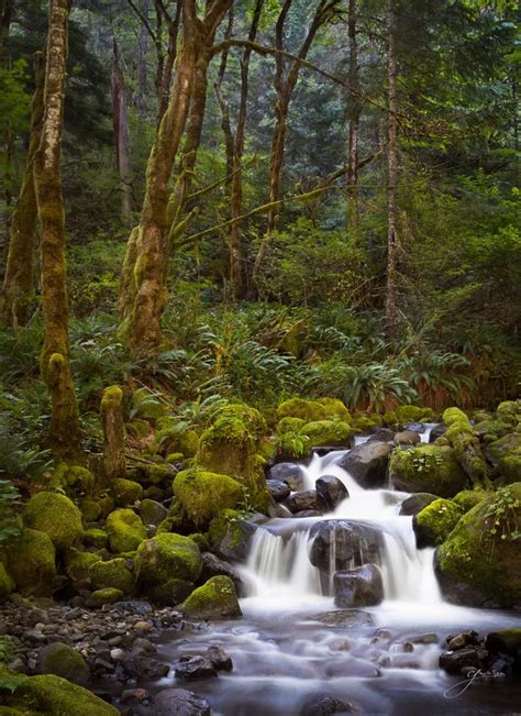 Pin By Messymedieval On Forests And Trees Oregon Forest Nature