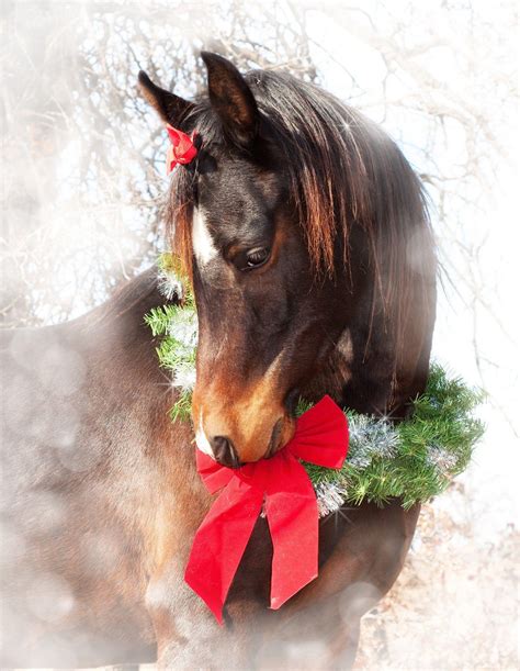 Christmas Horse Wallpapers Top Free Christmas Horse Backgrounds