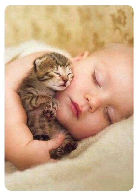 Pin By Sherri Tyler On A Sleeping Kitten Sleepy Kitten Kittens