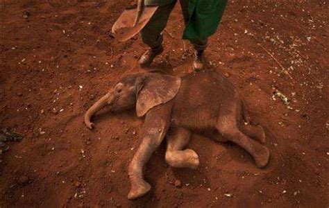 100000 Elephants Killed In Africa Study Finds