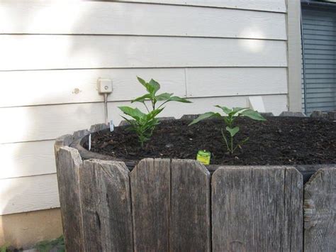 Diy Raised Bed Garden Planter From Tyre Raised Garden