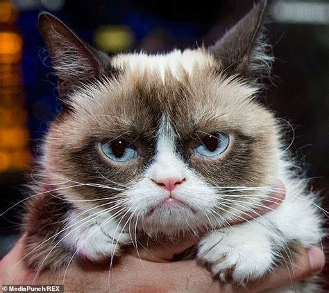 Is This The New Grumpy Cat Feline Who Permanently Looks Enraged Even