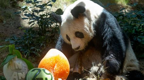 Worlds Oldest Giant Panda In Captivity Dies At 35 Good Morning America