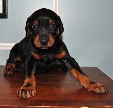 Our european doberman puppies sell very quickly. Beautiful European Doberman Puppies ~Intl Champ Lines ...