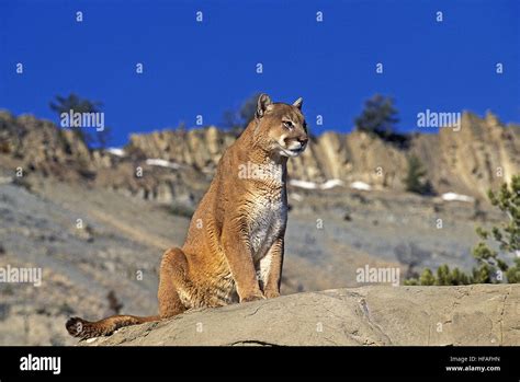Cougar Puma Concolor Adult Standing On Rocks Stock Photo Alamy