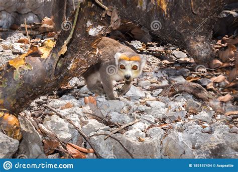 Male Crowned Lemur Eulemur Coronatus Climbing On A Rock Ankarana