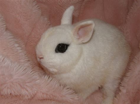 Dwarf Hotot Rabbit Facts Personality Care Sheet And Pictures