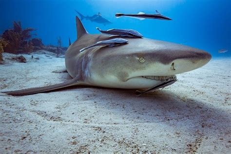 Lemon Shark At A Cleaning Station Water Photography Wildlife