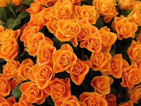 Orange Roses Flowers In Vizag