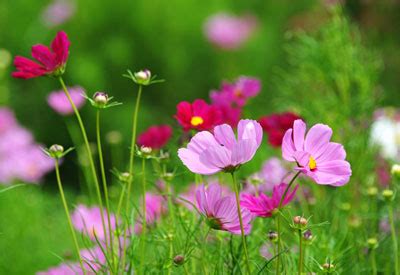 You can express your hidden feelings through. Flowers to Direct-Sow in the Garden | Planet Natural