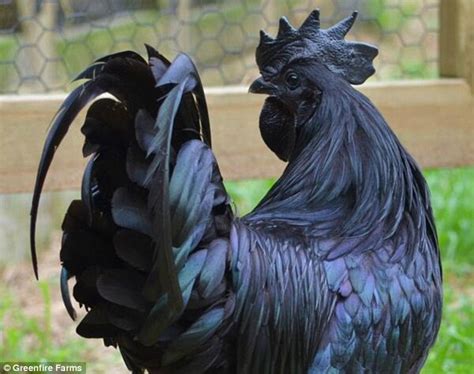 Ayam Cemani Chicks Of Rare Breed Now Selling For 200 In Latest Craze