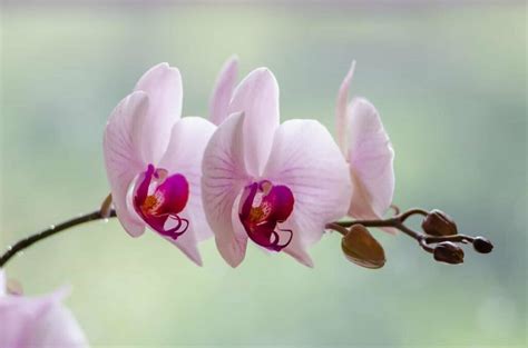 All About Orchids A Glimpse Into Their Symbolism And Significance