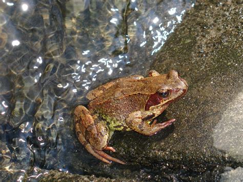 Goldfish Disease Threatens British Frogs Country Living Magazine Uk