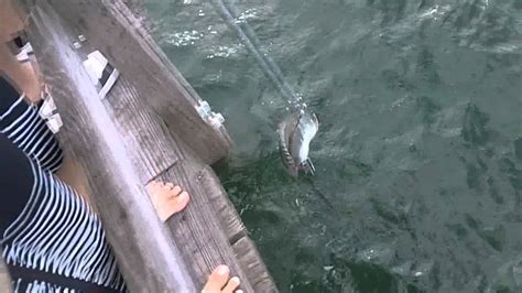 396 Pound Kingfish Off Redington Long Pier King Mackerel Youtube