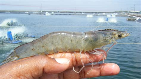 Best Vannamei Shrimp Suppliers Production Method Vannamei White