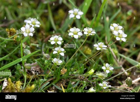Heath Pearlwrot Sagina Subulata Caryophyllaceae Fotografía De Stock