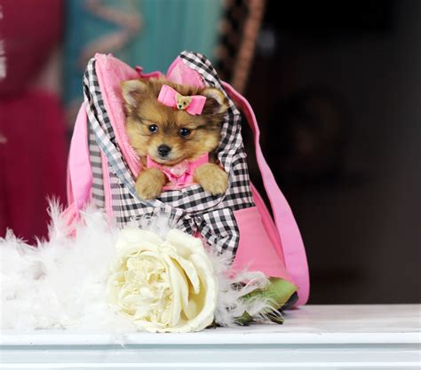 Maybe you would like to learn more about one of these? Pin by Puppy Boutique Store Reviews teacup puppies store.com reviews on Pomeranian Puppies ...