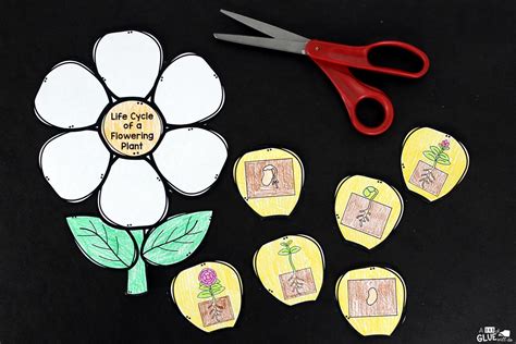 Flowering Plant Life Cycle Craftivity Plant Life Cycle Flower Life