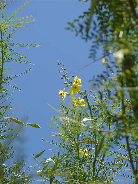 Maybe you would like to learn more about one of these? Queen Creek Daily Photo: Flowers of the Palo Verde